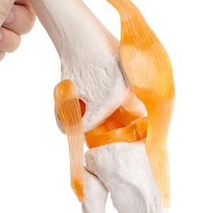 Chức năng đầu gối Doanh Mô hình giải phẫu frt029 bao gồm dây chằng Chức năng kích thước thật Skeleton khoa học y tế Mô hình giải phẫu - Product Image 5