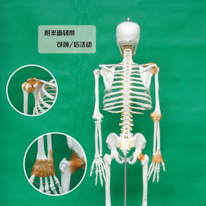 Modèle de squelette humain réaliste blanc pour l'enseignement de l'anatomie médicale, incluant une moitié d'un ligament ; spécimen de squelette adulte de 170 cm. - Product Image 2