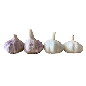 Jining <span class=keywords><strong>Ail</strong></span> Frais Nature Garlic10kg/carton Lâchement 5.5cm Exportation <span class=keywords><strong>Afrique</strong></span>, Amérique <span class=keywords><strong>du</strong></span> <span class=keywords><strong>Sud</strong></span>, Moyen-Orient - Product Image 3