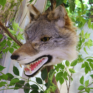 Escultura de Pared de Cabeza de Lobo Realista Hecha a Mano con Piel Auténtica, Hueca y sin Relleno, para Cabaña de Caza, Estilo Art Deco - Product Image 3