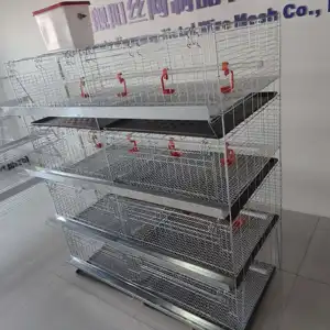 Cage à poulets Cage à œufs pour petits poussins Cage à poulets de chair avec système d'abreuvement automatique