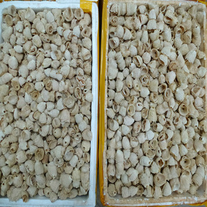 Shu sun ke-venta al por mayor <span class=keywords><strong>de</strong></span> alimentos secos, dictyophora indusiata, conchas <span class=keywords><strong>de</strong></span> <span class=keywords><strong>hongos</strong></span> <span class=keywords><strong>de</strong></span> bambú, sombrero <span class=keywords><strong>para</strong></span> <span class=keywords><strong>la</strong></span> venta - Product Image 5