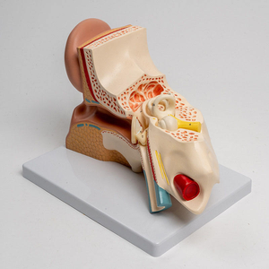 Modello Anatomico dell'Orecchio Umano, Ingrandimento 5 Volte, Modello Dimostrativo Medico Smontabile con Orecchio Interno - Product Image 5