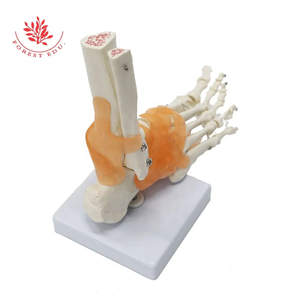 Modelo de Anatomía de la articulación del pie FRT027 <span class=keywords><strong>tobillo</strong></span> de PVC de tamaño real incluye ligamento hueso <span class=keywords><strong>humano</strong></span> recurso de enseñanza anatómica - Product Image 2