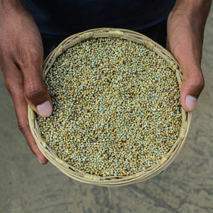 Millet perlé indien frais - Product Image 1