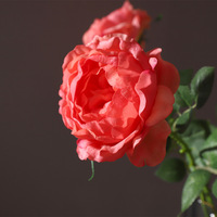Nouvelle Arrivée - Tige de Rose Artificielle Austin à Toucher Réel pour Décoration Maison, Fêtes et Mariages