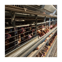 Excellent rapport qualité-prix : Nouvel équipement d'élevage de poules pondeuses de type H, cages en batterie entièrement automatiques en acier galvanisé pour poules pondeuses