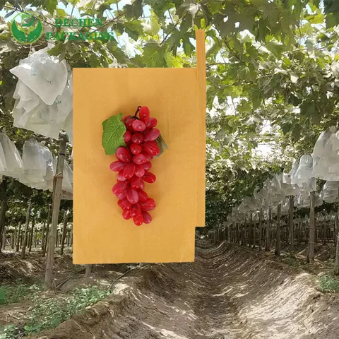 Grape Protective Bag For Agriculture In Peru Chile