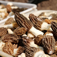 Prix préférentiel Morilles Champignons Morille cultivée de haute qualité Champignons Morilles séchées végétaliens