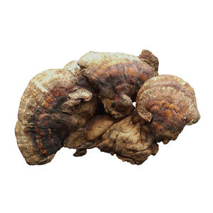 화이에르 버섯 분말 30% 트라메테 로비니오필라 추출물 분말 화이에르 버섯 추출물 - Product Image 4