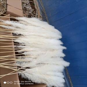 SZ0482 Erba della Pampa Economica, Fiori Secchi Bianchi e Grigi, Erba della Pampa Extra Large per Vendita all'Ingrosso - Product Image 4