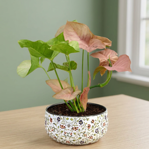 Plante d'intérieur vivante Syngonium rose Amulya Farms dans un pot métallique à imprimé floral de qualité supérieure, plante décorative purifiante de l'air pour la maison - Product Image 1