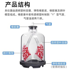 Modèle de mouvement pulmonaire et respiratoire pour le cours de biologie au collège, Appareil d'expérimentation de simulation du mouvement diaphragmatique, Salle de classe - Product Image 2