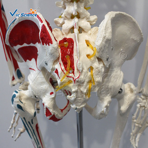 Modelo de esqueleto humano a escala 1:1 de 170 cm de altura con origen e inserciones musculares, con partes desmontables. - Product Image 4
