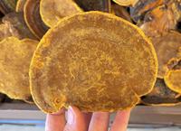 Produits à base de plantes chinoises très demandés : Champignon jaune Phellinus Igniarius, herbes et aliments de haute qualité, tranches de Sang Huang pour la cuisine et la pâtisserie