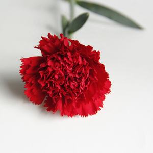 Flores de corte fresco a granel, plantas decorativas de Agricultura de China, flores de corte fresco, clavel rojo - Product Image 4