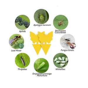 Schneckenbierfällungen für Gärten gelbe haftende Fällungen für Knähner und garten grüne Holzpflanzenstäcke