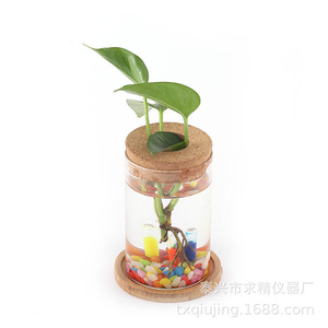 Glass Hydroponic Planter With Bamboo Base And Wooden Stopper For Desktop Green Plant Decoration - Product Image 5