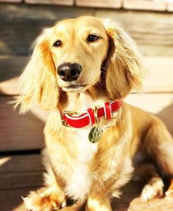 Collar de Perro Hecho a Mano en Cuero Genuino - Elegante para Perros Pequeños y Grandes, Regalo de Alta Calidad en Rojo/Marfil - Product Image 4