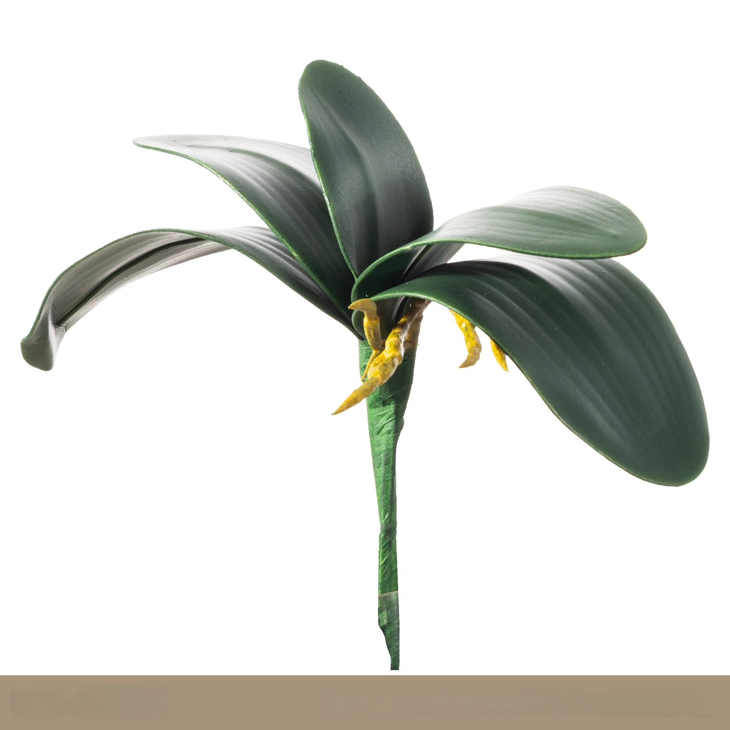 Petite feuille d'orchidée