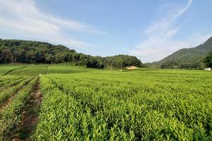 100% Natural <strong>Japanese</strong> Hojicha <strong>Gyokuro</strong> Sencha Tea Premium <strong>Gyokuro</strong> <strong>Green</strong> Tea - Product Image 5