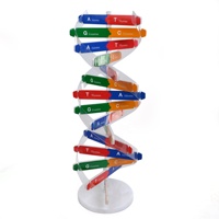 Modèle structurel d'ADN 4Biolab, aide pédagogique de biologie intermédiaire, modèle génétique humain, modèle de structure de la double hélice de l'ADN