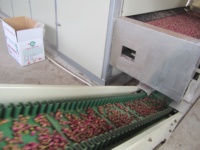 Shouchuang OEM/ODM Machine de traitement de fleurs à courroie en maille Machine de séchage de fleurs de camomille et d'hibiscus