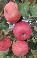 Fruits de pomme Huaniu rouge chinois Pommes Fuji rouges douces Fruits de pomme rouge frais
