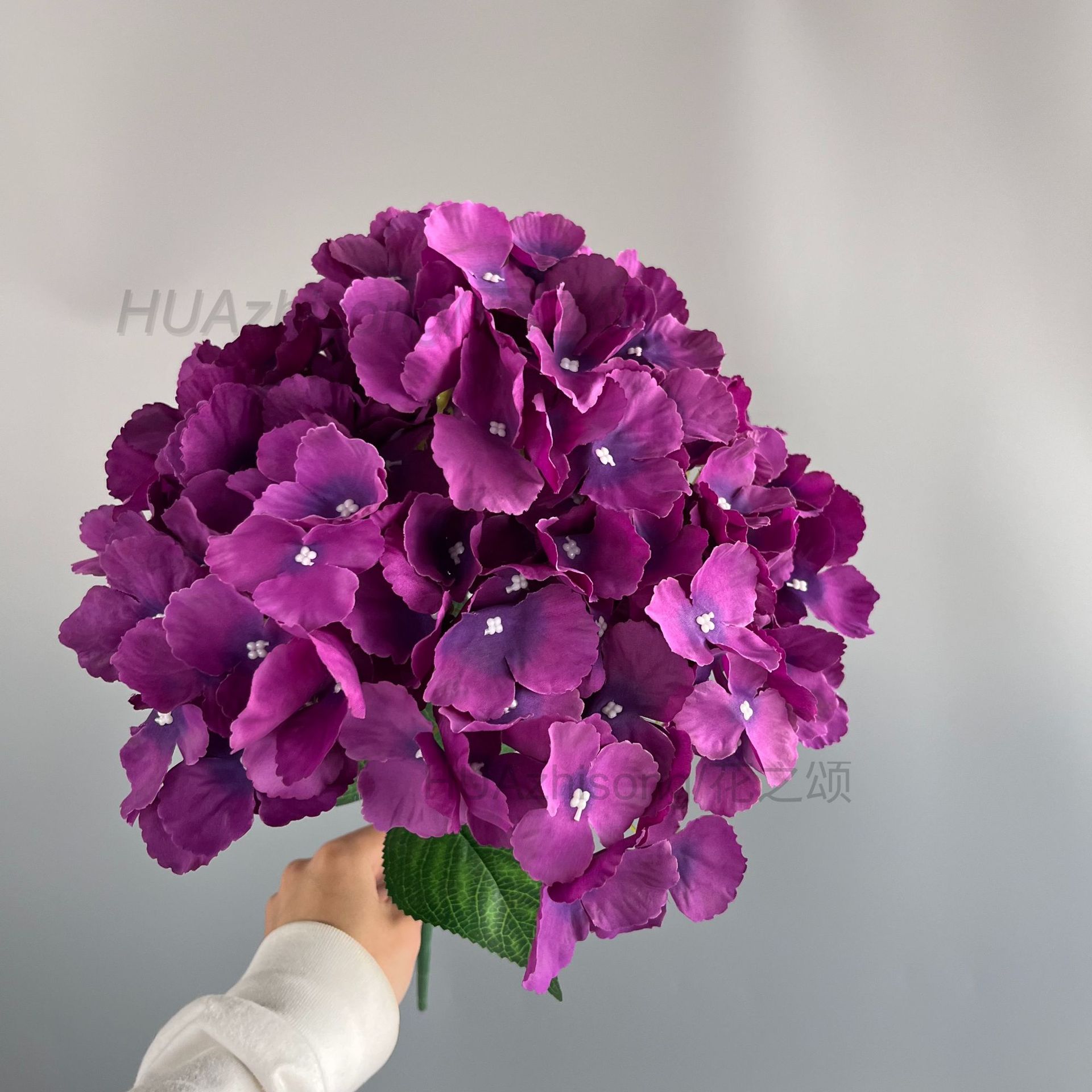 Viola