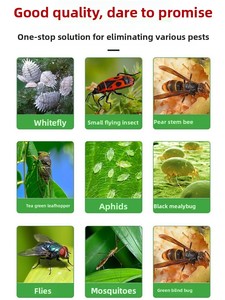 Pièges à insectes collants carrés double face jaunes et bleus pour mouches des fruits, thrips et mouches noires dans les vergers - Product Image 5