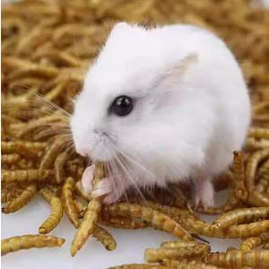 دودة الطحين عالية البروتين خالية من المواد الكيميائية - غذاء آمن للهامستر والأرانب والحيوانات الصغيرة الأليفة - Product Image 1