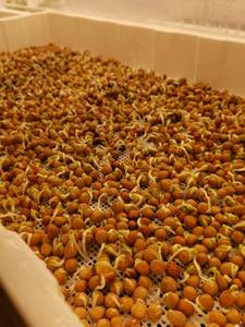 Thảm Lưới Silicon Tái Sử Dụng Kích Thước Tùy Chỉnh Cho Cây Giống Thủy Canh Cho Khay Nhỏ Màu Xanh Lá Cây Malla De Silicona - Product Image 2