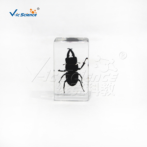 Especímen de Escarabajo Cornudo de Mandíbula Larga Encapsulado en Resina, Estructura Completa de Coleoptero para Enseñanza de Biología CE/ISO/ROHS/CNAS - Product Image 6