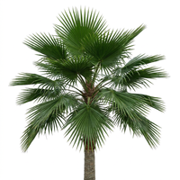 Palmier artificiel réaliste de qualité supérieure de 10 à 15 pieds, grand palmier Washingtonia protégé contre les UV avec tronc naturel pour la décoration d'hôtels de luxe