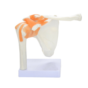 Approvisionnement direct usine : Modèle simulé de l'articulation de l'épaule pour l'enseignement médical ; Modèle de ligament de l'articulation de l'épaule du squelette humain. - Product Image 2