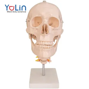 Life Size Human Skull Model Anatomical Anatomy Teaching Skeleton Head Studying Teaching Supplies