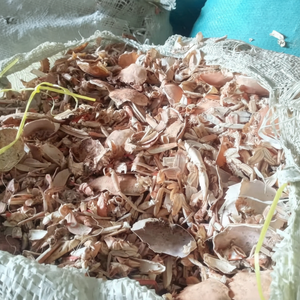 เปลือกปู2024จากเวียดนาม-คุณภาพดีเยี่ยมในราคาไม่แพง - Product Image 1