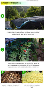 Оптовая продажа, чистый натуральный американский женьшень Panax Quinquefolius, свежий косметический продукт для взрослых по хорошей цене - Product Image 3