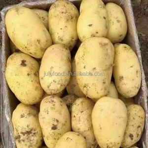 Pommes <span class=keywords><strong>de</strong></span> <span class=keywords><strong>terre</strong></span> fraîches biologiques <span class=keywords><strong>de</strong></span> haute qualité à chair jaune vif, forme allongée, taille 8-10 cm, <span class=keywords><strong>origine</strong></span> Shandong, pour la culture <span class=keywords><strong>de</strong></span> chips - Product Image 5