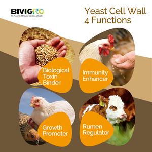 制造商饲料级酵母细胞壁含有20%甘露聚糖低聚糖MOS和20%葡聚糖，可促进动物免疫力。 - Product Image 4