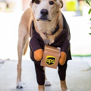 Disfraz de UPS para Mascotas, Traje de Transformación para Perros de Razas Medianas y Grandes, Ropa Divertida de Invierno con Accesorios en Caja, Paquete Marrón UPS - Product Image 3