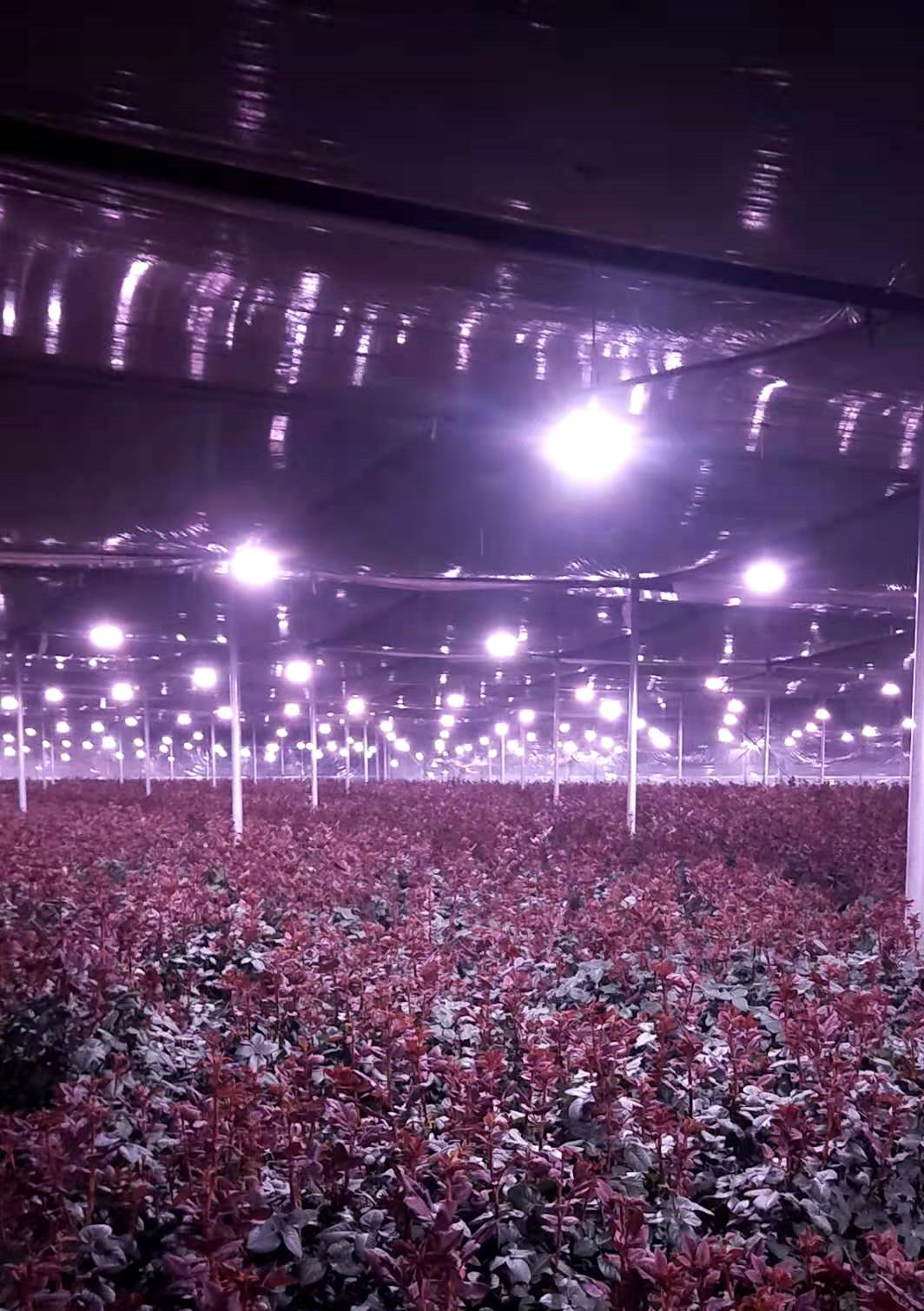 amaryllis bulb plant