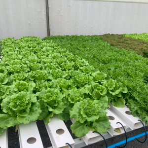 Système de culture hydroponique agricole pour légumes-feuilles, chou frisé, <span class=keywords><strong>basilic</strong></span> - Product Image 1