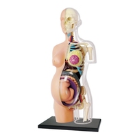 Modelo de Torso Anatómico Transparente de Embarazo Humano, Medio Cuerpo, 41 Partes, CE/ISO