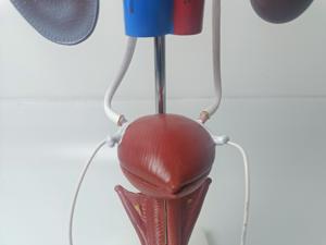 Modèle de système urogénital masculin anatomique de démonstration authentique d'anatomie humaine d'éducation médicale pour la formation de pratique d'enseignement - Product Image 6