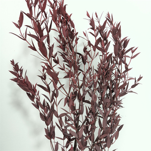 Hojas y Ramas de Eucalipto Preservadas, Rellenos Florales Secos de 60-70 cm, Liofilizados, Precio de Fábrica - Product Image 6