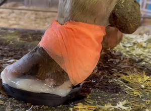 Khối cao su để bảo vệ bị thương bò móng Guốc/Bò móng Guốc cao su khối - Product Image 6