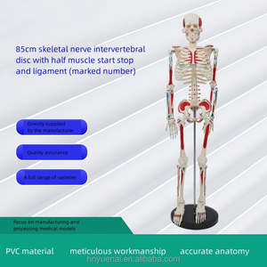 2025 vente chaude produits squelette osseux humain avec couleur musculaire et modèle de ligament fournitures médicales d'urgence - Product Image 5