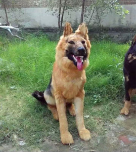 Modello animale personalizzato grande <span class=keywords><strong>cane</strong></span> pelliccia artigianato fotografia oggetti di scena decorazione del giardino ornamenti simulazione <span class=keywords><strong>cane</strong></span> <span class=keywords><strong>lupo</strong></span> - Product Image 5