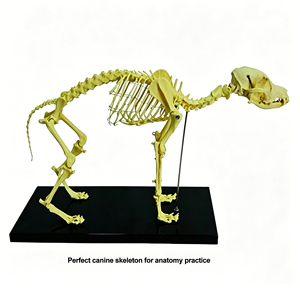 Modelo de <span class=keywords><strong>Esqueleto</strong></span> de Perro de Tamaño Real, Especímen de Anatomía Canina Completo para Laboratorios de Escuelas Veterinarias, Aulas y Entrenamiento Práctico de Anatomía - Product Image 3